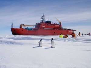 Researchers studying penguins while voyaging aboard the icebreaker Aurora Australis.