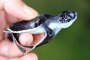 A baby green turtle at a turtle hatchery.