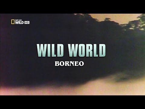 National Geographic - Wild World: Borneo (2015)