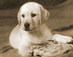 Yellow labrador retriever puppy