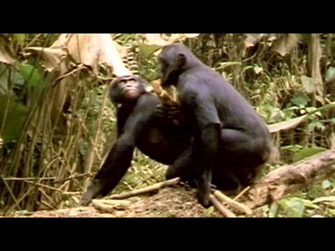 Animal Homosexuality Documentary