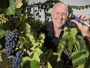 VINEYARD HARVEST