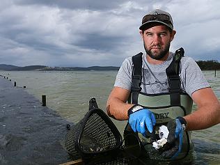 POMS free oysters