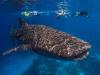 Anger as Geelong Star snags whale shark