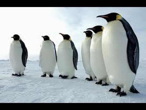 Animals in the Antarctic Ice