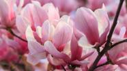 How to grow magnolias