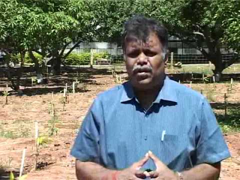 Ultra High Density Plantation in Mango