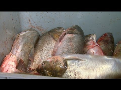 Asian Carp Processing Plant in Kentucky