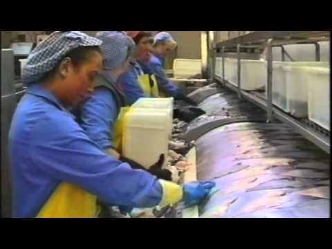 Processing fish