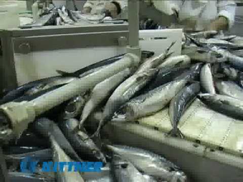 Fish Processing Line.flv