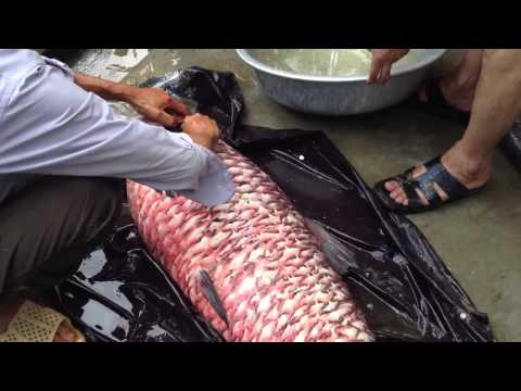 How to fish processing?(monster fish 70 pounds)