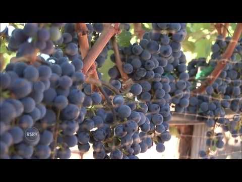 Wine | How the BEST Is Done | Reserve Channel