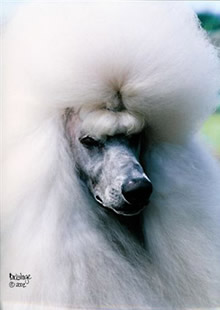 Standard Poodle