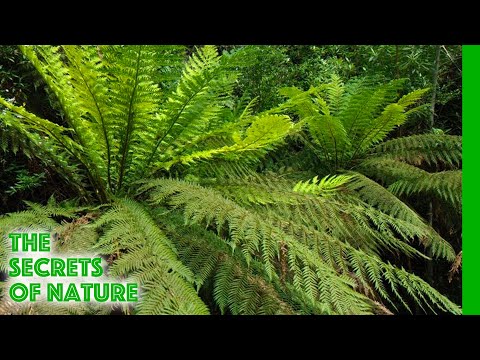 Tasmania - Paradise at the End of the World - The Secrets of Nature