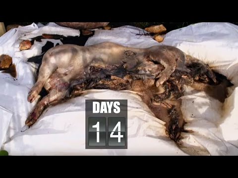 Time Lapse Pig Decomposition - Secrets of Everything - Brit Lab - BBC