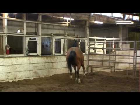 Chicago Police Department Mounted Police: More Than Just Horses