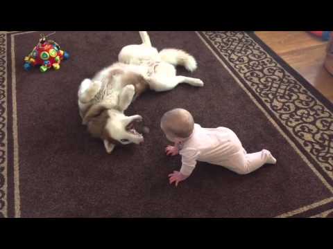 Siberian Husky plays gently with baby