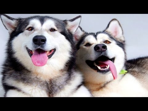 10 Funniest Husky Videos #3