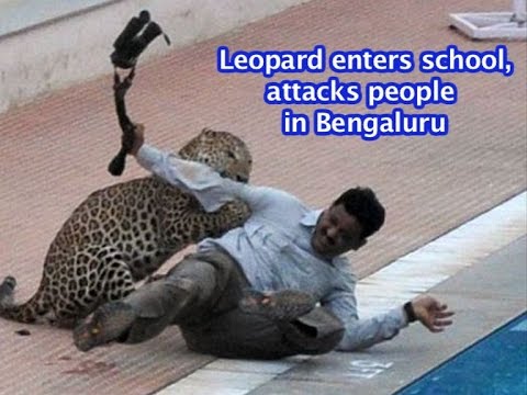 FULL VIDEO: Leopard enters Bengaluru school, attacks people | VIDEO