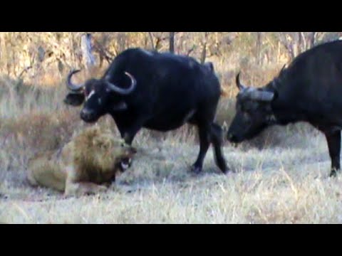 Buffaloes Stop 3 Male Lions From Killing Another Lion | Graphic