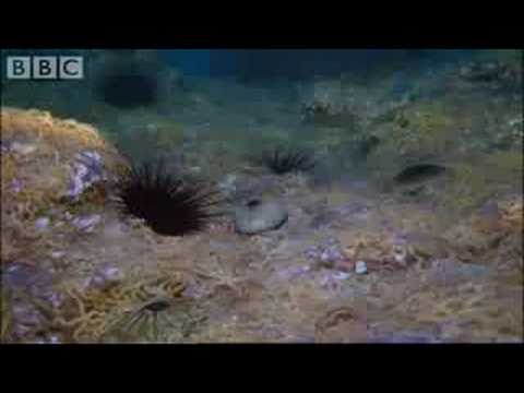 Army of Sea Urchins - Planet Earth - BBC Wildlife