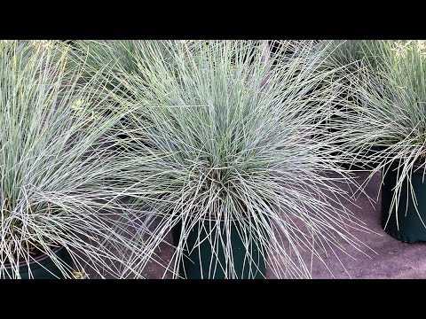 Best Ornamental Grasses, Festuca 'Elijah Blue' (Blue Fescue)