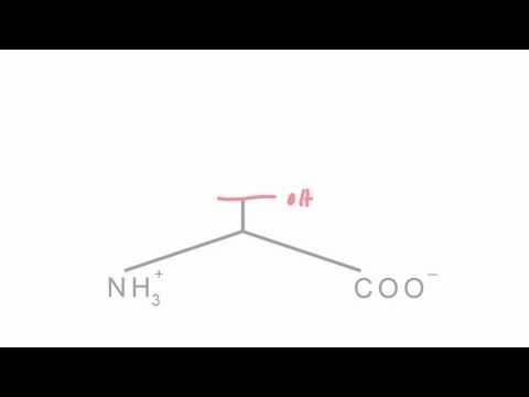 Memorize the 20 amino acids in 20 minutes (Part 1)