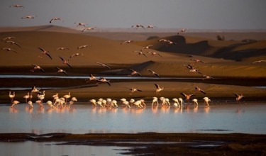 Flamingos photographed on a series of small lakes, surrounded by desert at Walvis Bay was a highlight of a recent trip ...