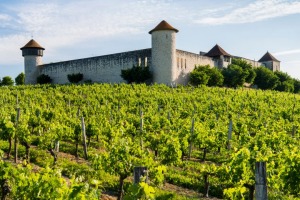 Vineyard in Bordeaux.