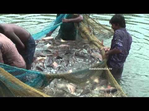 Fishing In Indian River | Fishing With Nets | Fishing Videos In India