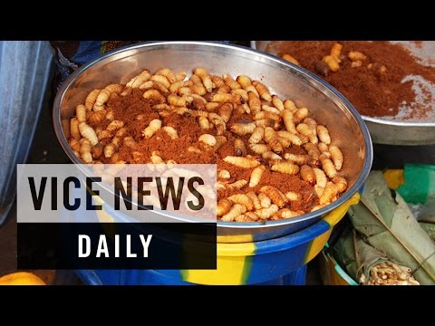 VICE News Daily: Congo's Bug Farmers Fight Hunger