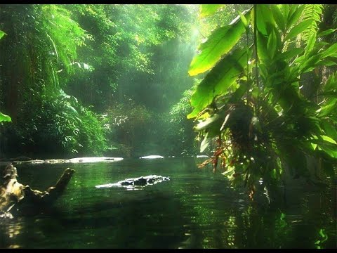 Wild discovery channel animals Journey into Amazonia National geographic documentary #1