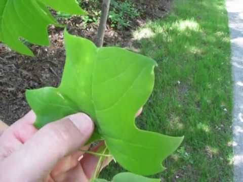 Tree Identification Part One