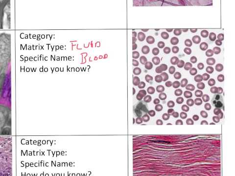 Tissue Identification Practice