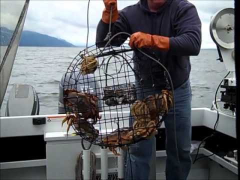 2011 Puget Sound Crabbing 101