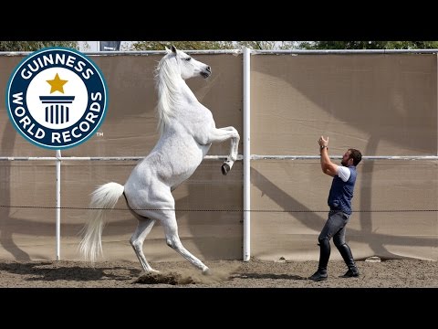 Fastest 10 M on Hind Legs by a Horse - Guinness World Records