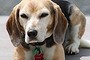 Rosie the beagle died after ingesting a cake made using xylitol. 