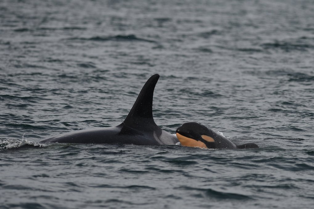 orca.times.mom.calf