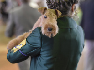 A Lakeland Terrier waits in the grooming area at the Westminster Kennel Club dog show.