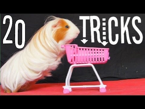 Amazing Guinea Pigs Tricks (with Twix and Lilo)