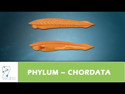 PHYLUM – CHORDATA