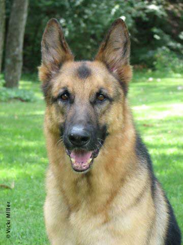 German Shepherd Dog