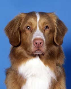 Nova Scotia Duck Tolling Retriever