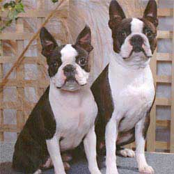 Boston Terrier