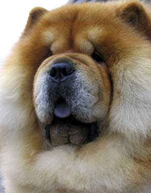 Chow Chow