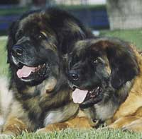 Leonberger