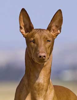 Pharaoh Hound