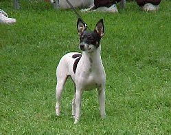 Rat Terrier