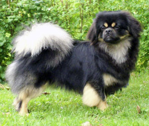 Tibetan Spaniel