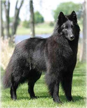 Belgian Sheepdog